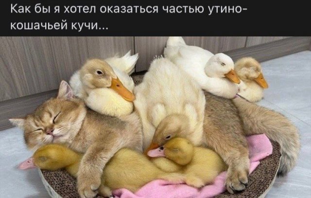 Смешные картинки - 10.11.2025