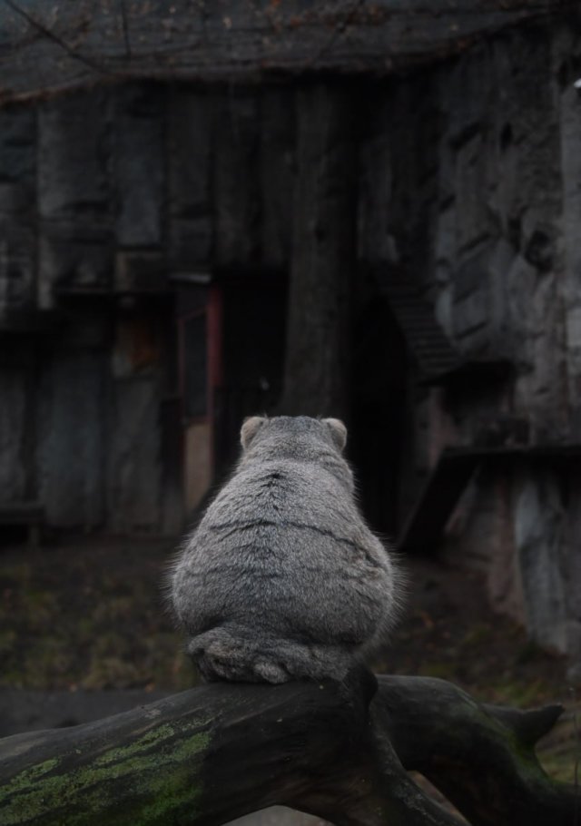 Внимание, Тимофей зажрался