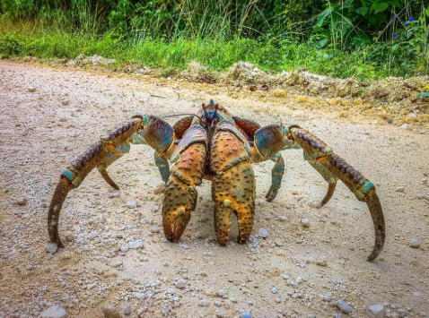 Самый опасный краб на Земле