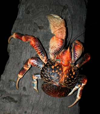 Самый опасный краб на Земле