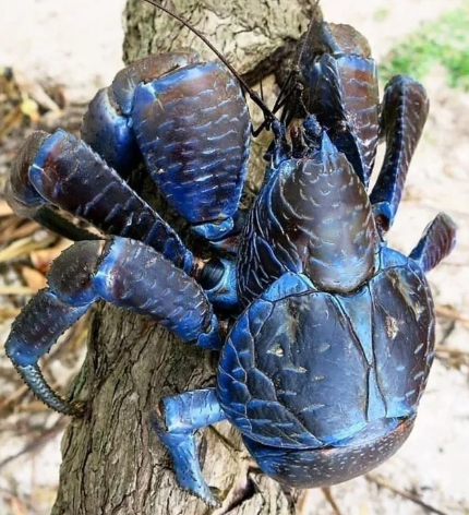 Самый опасный краб на Земле