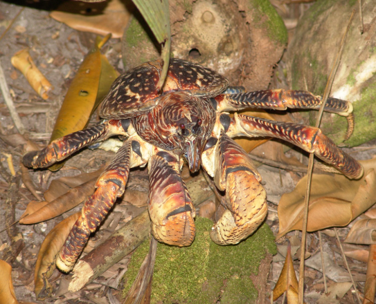 Самый опасный краб на Земле