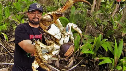 Самый опасный краб на Земле