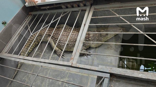В Обнинске крокодила Глафиру держат в здании телекомпании
