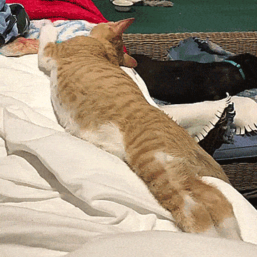 Подборка гифок -  12.11.2025