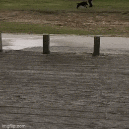 Подборка гифок -  12.11.2025