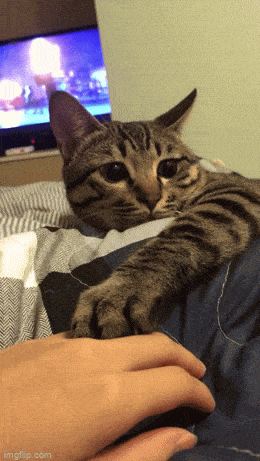 Подборка гифок -  12.11.2025