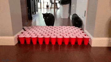 Подборка гифок -  12.11.2025