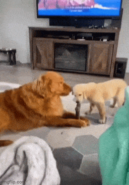 Подборка гифок -  12.11.2025