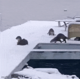 Подборка гифок -  12.11.2025