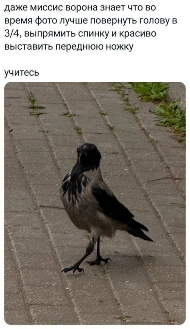 Лучшие шутки и мемы из Сети - 12.11.2025