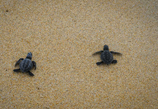 Почему нельзя помогать маленьким черепашкам добираться до воды?