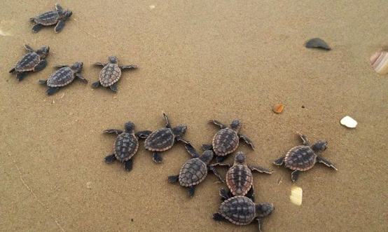 Почему нельзя помогать маленьким черепашкам добираться до воды?