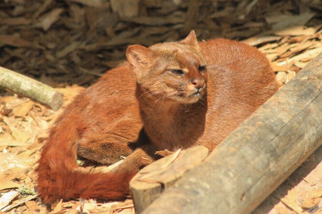 Ягуарунди — «маленькая пума» из Центральной Америки
