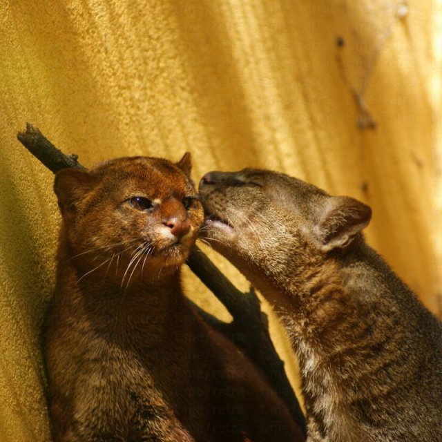 Ягуарунди — «маленькая пума» из Центральной Америки