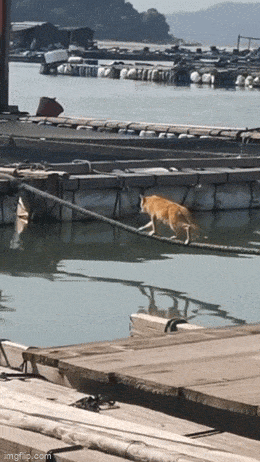 Подборка гифок -  13.11.2025