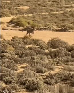 Подборка гифок -  13.11.2025