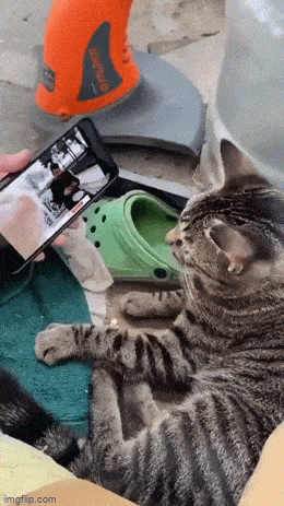 Подборка гифок -  13.11.2025