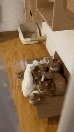 Подборка гифок -  13.11.2025