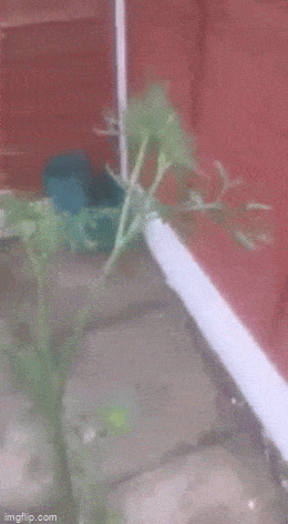 Подборка гифок -  13.11.2025