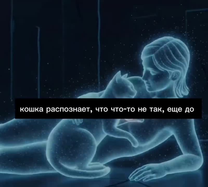 Исследование: кошки чувствуют эмоции хозяев и способны синхронизировать с ними сердцебиение