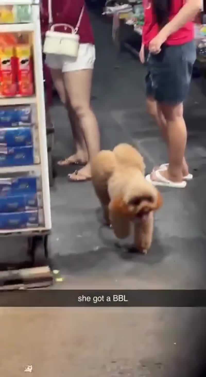 Подборка смешных причесок у собак