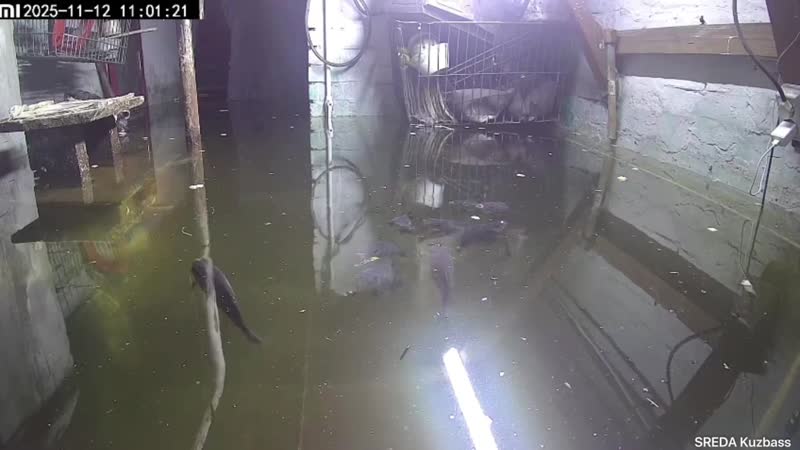 Как привлечь внимание к затопленному подвалу