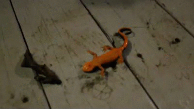 Подборка гифок -  14.11.2025