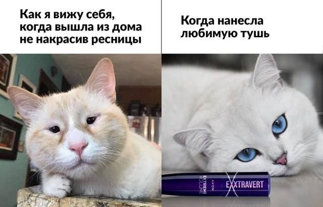 Лучшие шутки и мемы из Сети - 14.11.2025