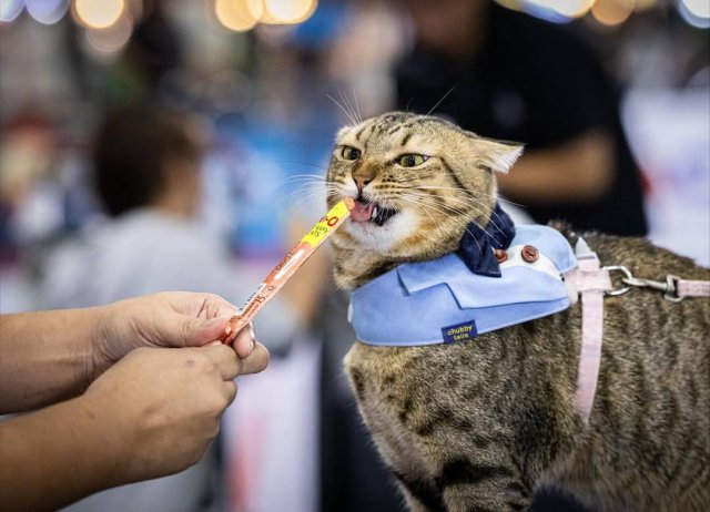 Чемпионат по скоростному поеданию корма среди домашних животных прошёл в Таиланде