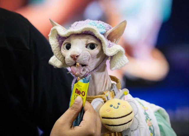 Чемпионат по скоростному поеданию корма среди домашних животных прошёл в Таиланде