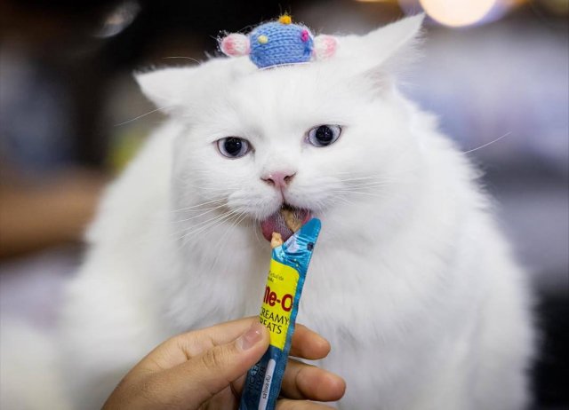 Чемпионат по скоростному поеданию корма среди домашних животных прошёл в Таиланде