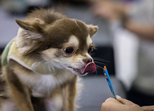 Чемпионат по скоростному поеданию корма среди домашних животных прошёл в Таиланде