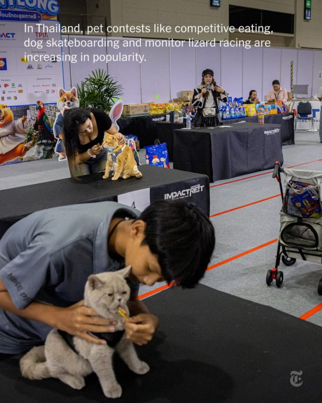 Чемпионат по скоростному поеданию корма среди домашних животных прошёл в Таиланде