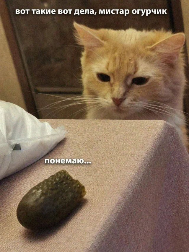 Смешные мемы - 17.11.2025