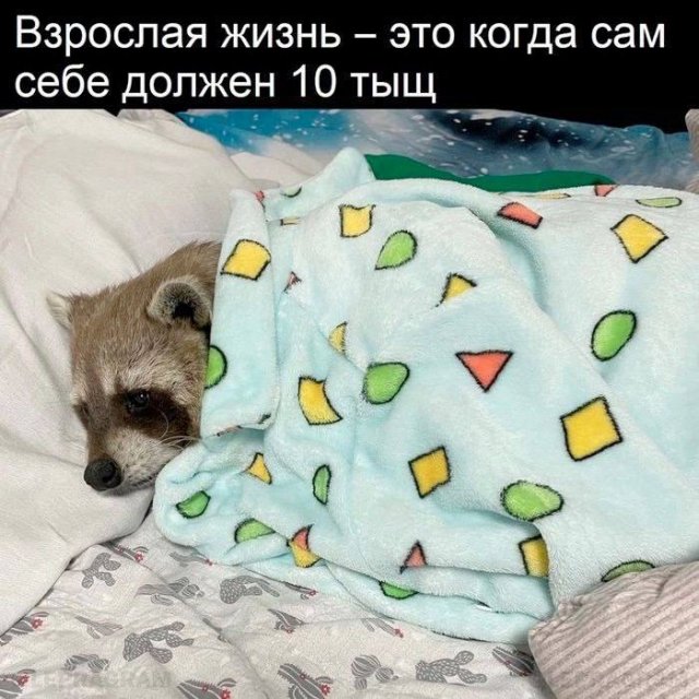 Лучшие шутки и мемы из Сети - 17.11.2025