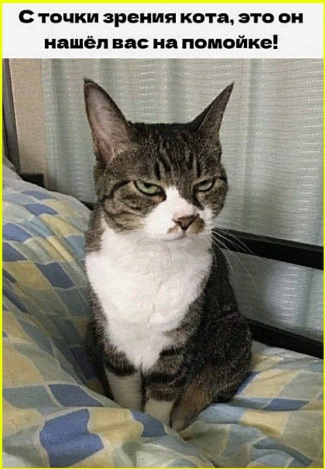Смешные картинки - 17.112025