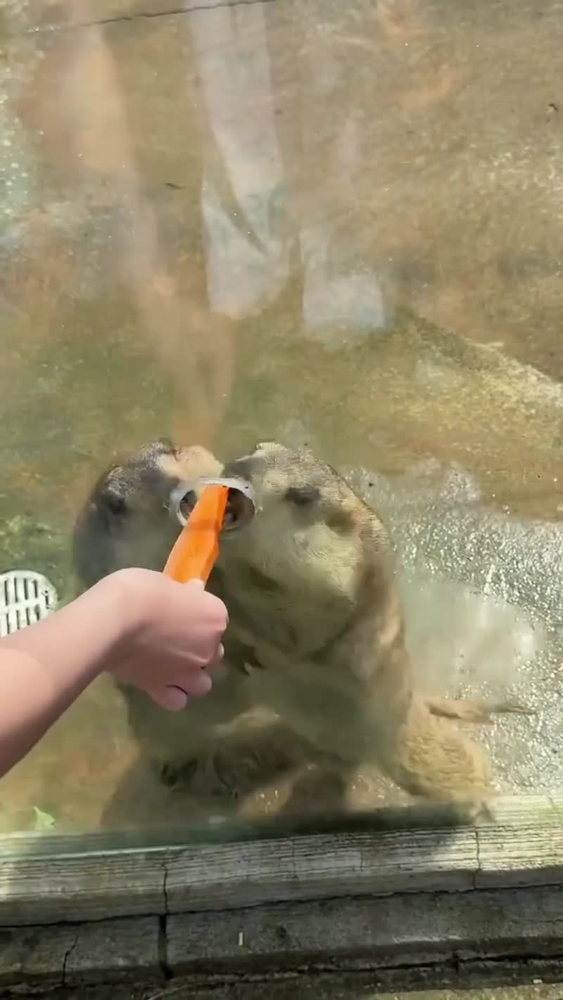 Внимание, видео не для слабонервных