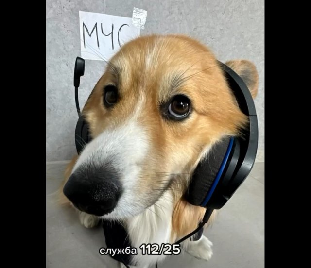 Собачья работа