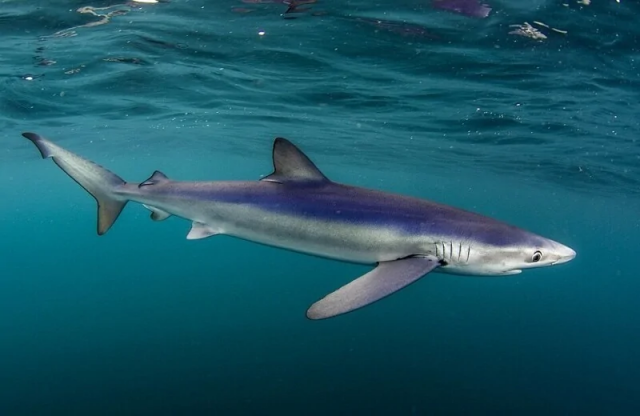 Природа - лучшая художница