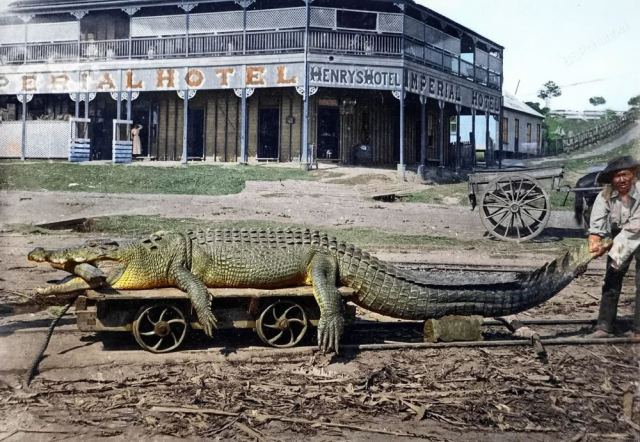 Гребнистый крокодил, пойманный в реке Джонстон, Иннисфейл, Австралия, около 1903 года.