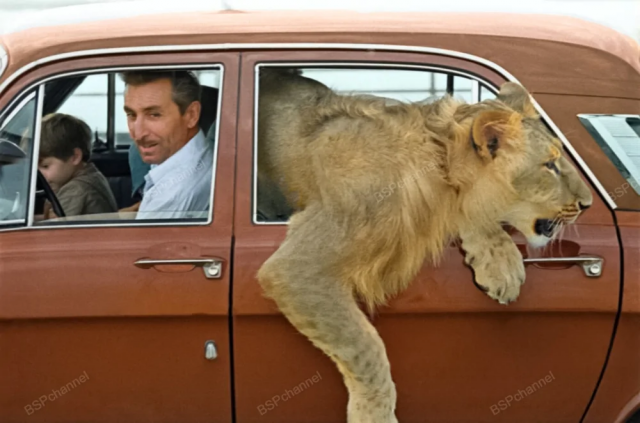 Домашний лев &quot;Кинг&quot; семьи архитектора Льва Берберова. Азербайджанская ССР, Баку, 1971 год.