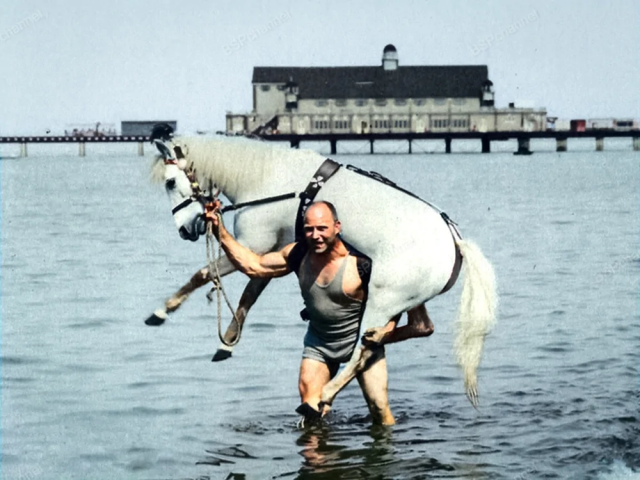 Русский силач «Самсон», он же Александр Засс, исполняет один из своих любимых силовых номеров: несет лошадь на плечах, 1913 год.