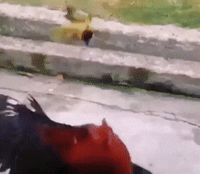 Подборка гифок -  18.11.2025