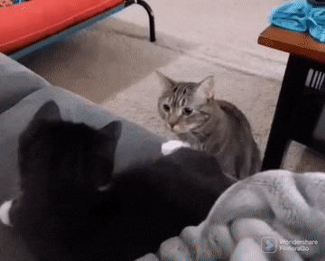 Подборка гифок -  18.11.2025