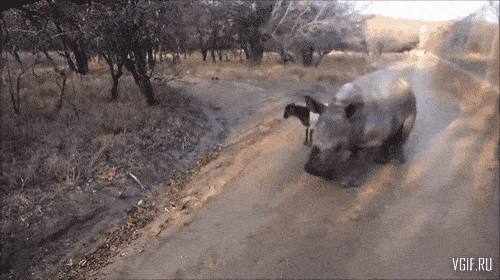 Подборка гифок -  18.11.2025