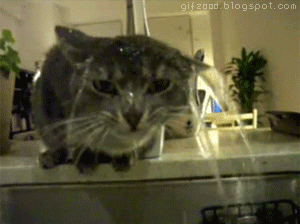 Подборка гифок -  18.11.2025