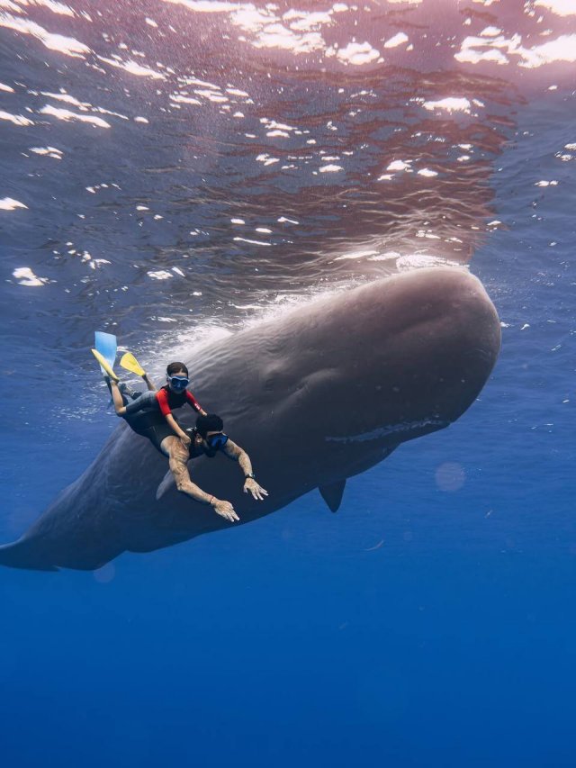 Детство без интернета: Тимати взял младшего сына Ратмира плавать с китами Детство без интернета: Тимати взял младшего сына Ратмира плавать с китами
