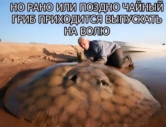 Лучшие шутки и мемы из Сети - 18.11.2025