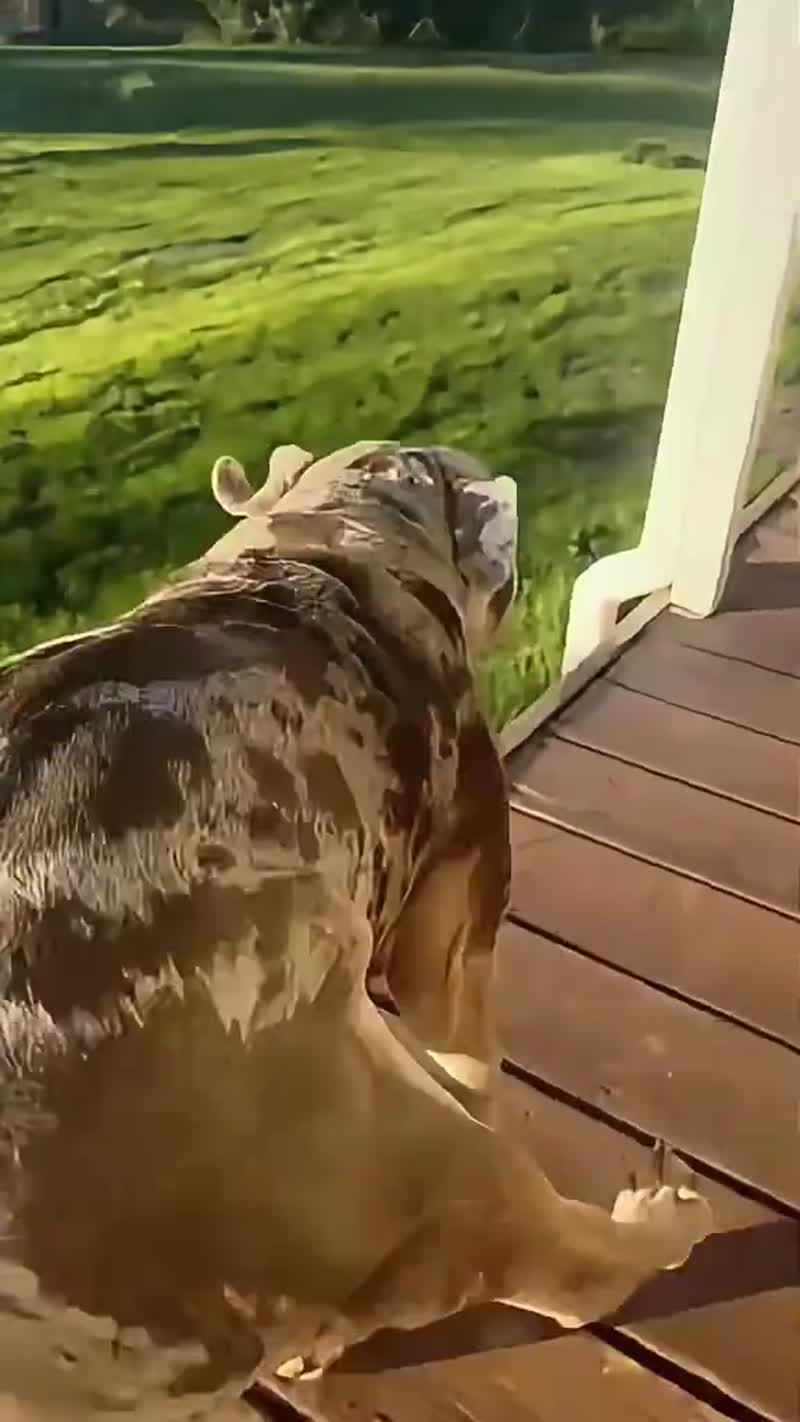 Подборка собачьих неудач